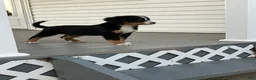 Bernese Mountain Dog dogs for sale: Akc Mitchell - Ad 2