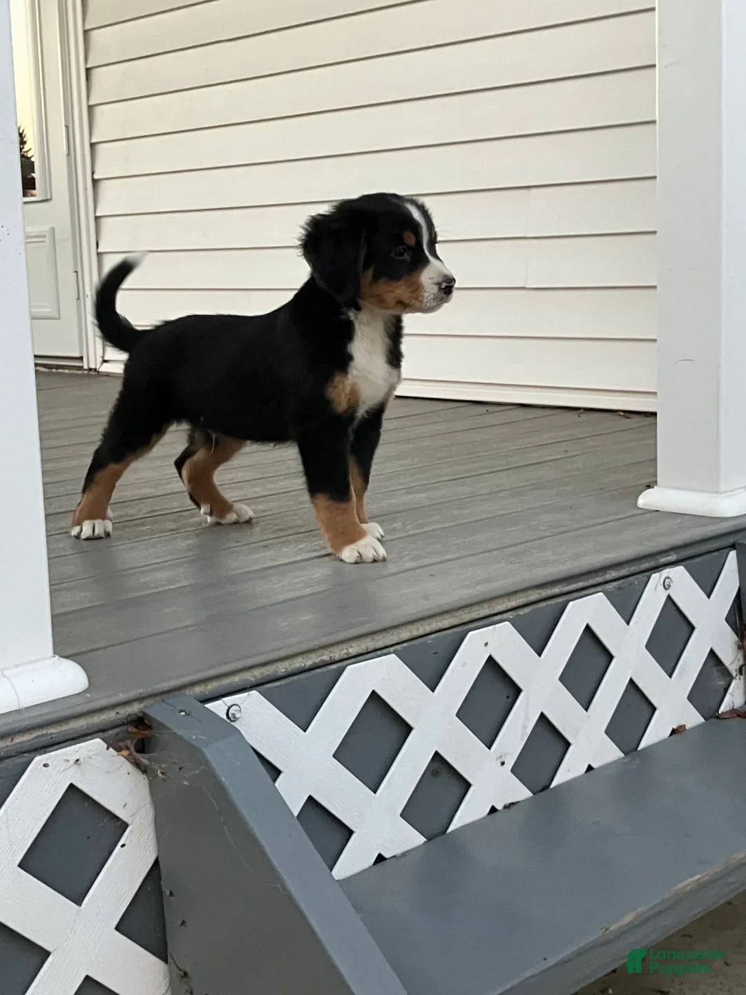 Bernese Mountain Dog dogs for sale: Akc Mitchell - Ad 2