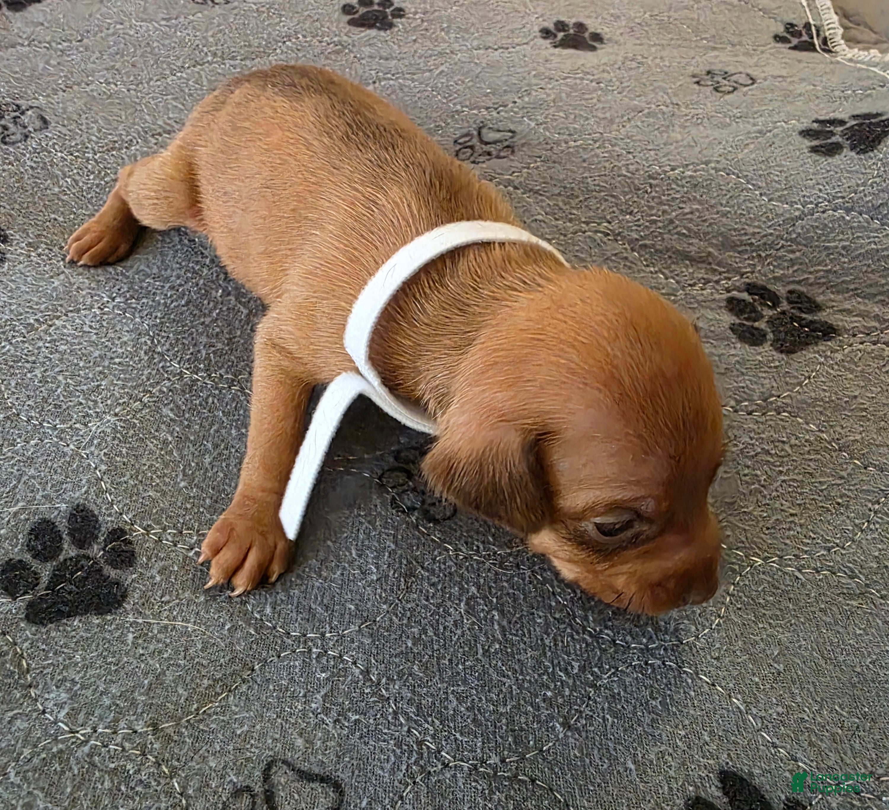 Miniature Pinscher dogs J-white - Ad 2