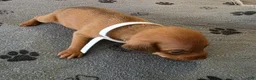 Miniature Pinscher dogs for sale: J-white - Ad 3