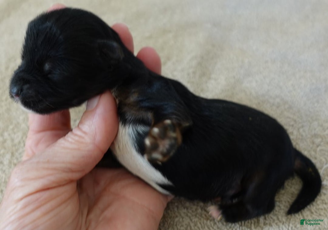 Yorkshire Terrier dogs for sale: Kismet black face - Ad 4