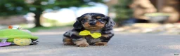 Miniature Dachshund dogs for sale: Kumquat - Ad 5