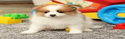 Pomeranian dogs for sale: Mason - Ad 7