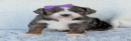 Mini Bernedoodle dogs for sale: Mini Indy - Ad 9