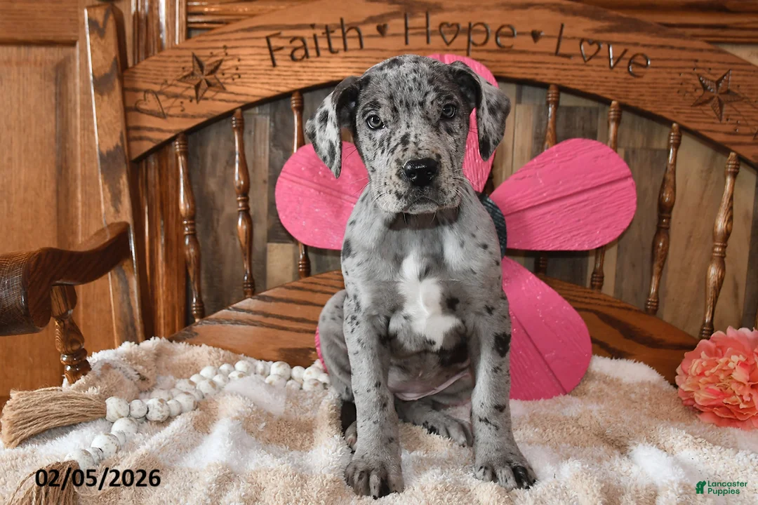 Great Dane dogs for sale: Blossom - Ad 3