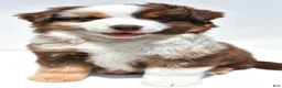 Miniature Australian Shepherd dogs for sale: Monica - Ad 5