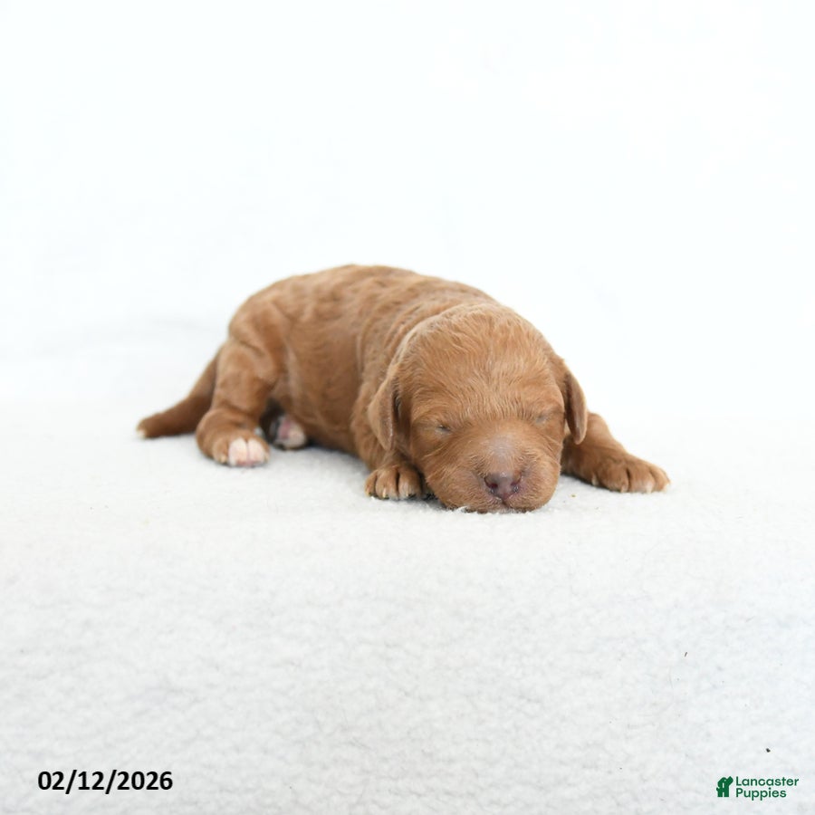 Cavapoo dogs Bo  - Ad 5