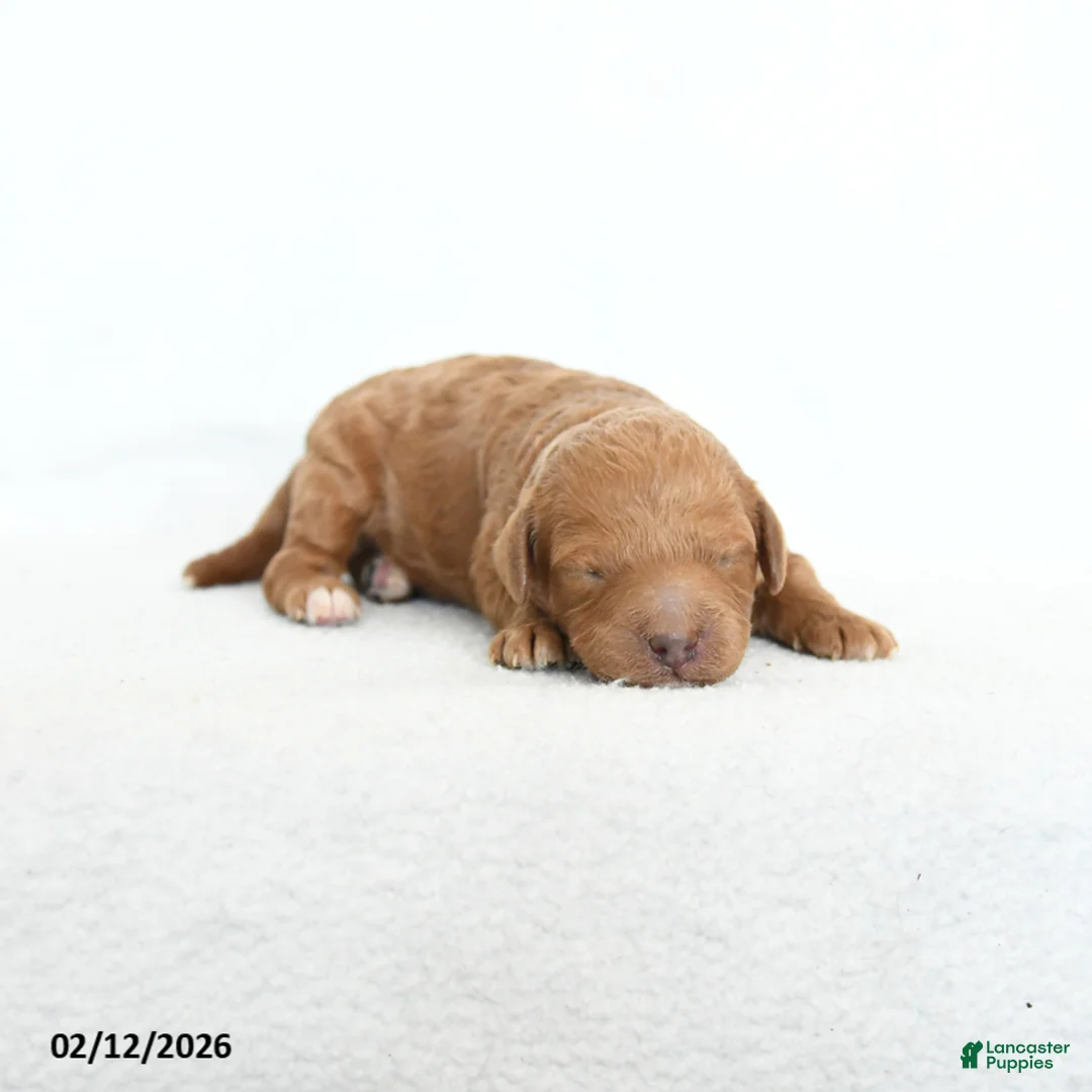 Cavapoo dogs for sale: Bo  - Ad 1