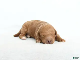 Cavapoo dogs Bo - Ad 5