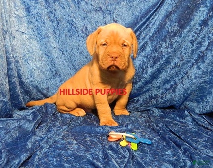 Dogue De Bordeaux dogs Dogue De Bordeaux Puppy Dozer - Ad 1