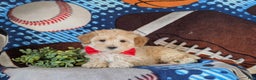 Maltipoo dogs for sale: Corbett - Ad 4