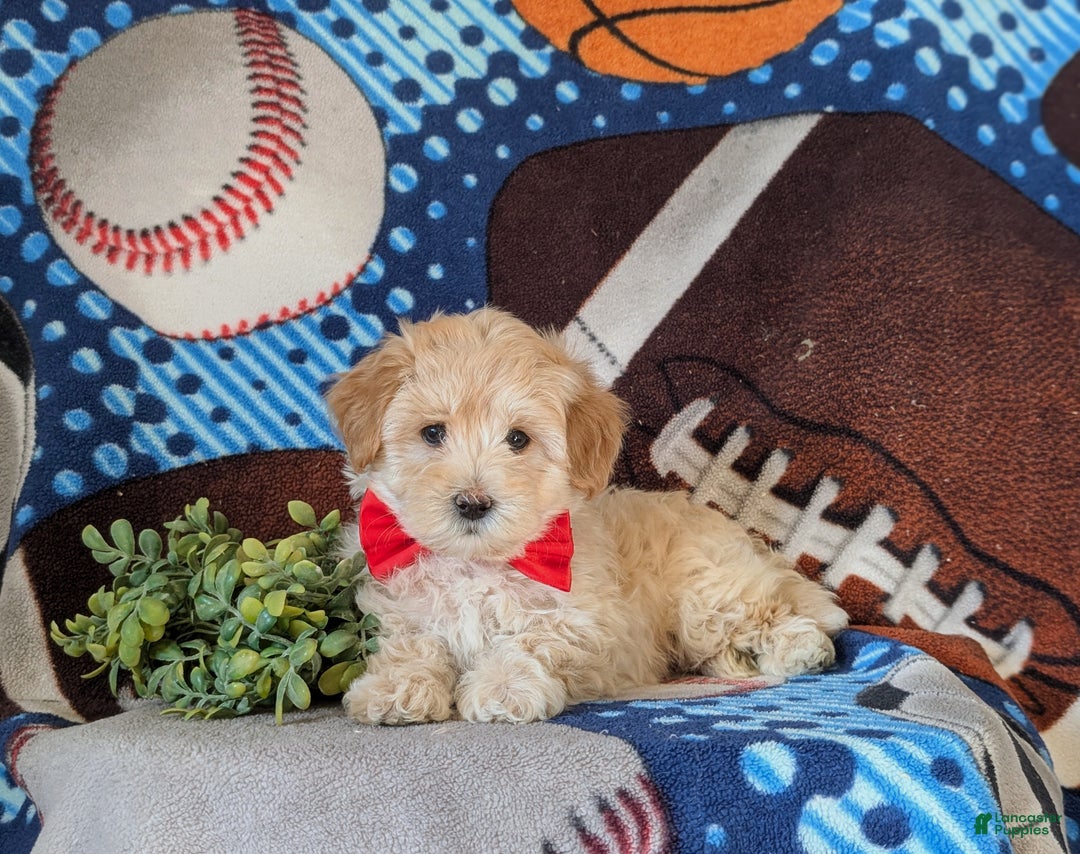 Maltipoo dogs for sale: Corbett - Ad 4