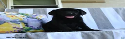 Labrador Retriever dogs for sale: Hazel - Ad 2