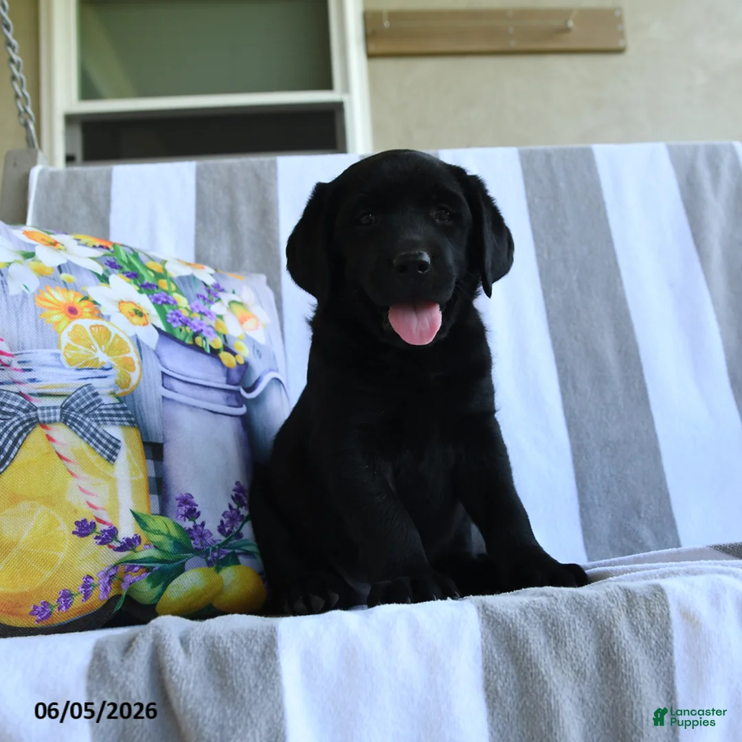 Labrador Retriever dogs for sale: Hazel - Ad 2