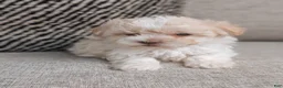 Havanese dogs for sale: Pico - Ad 3