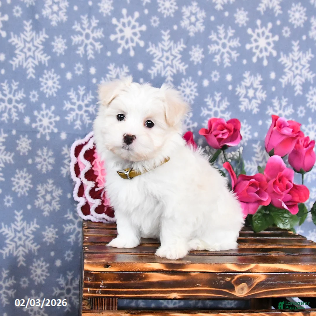 Maltese dogs for sale: Lilly - Ad 2