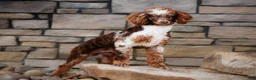 Mini Bernedoodle dogs for sale: Mini Bernedoodle Puppy 1 - Ad 17