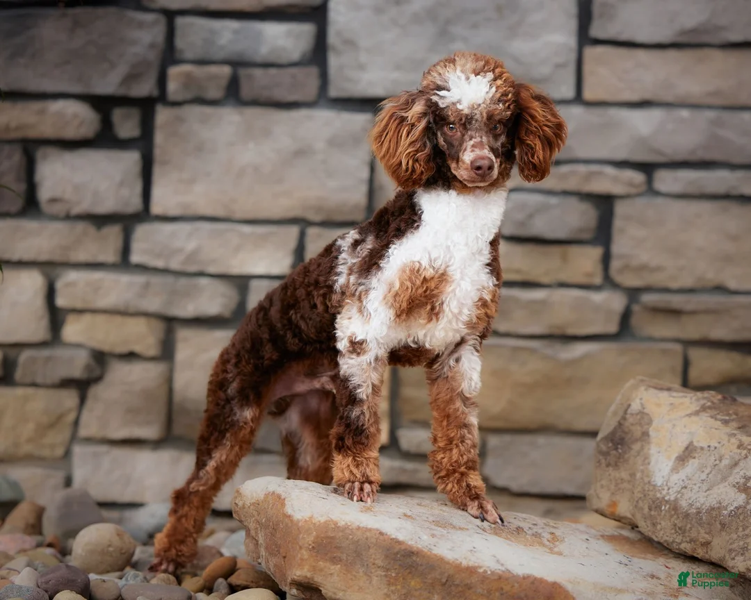 Mini Bernedoodle dogs for sale: Mini Bernedoodle Puppy 1 - Ad 17