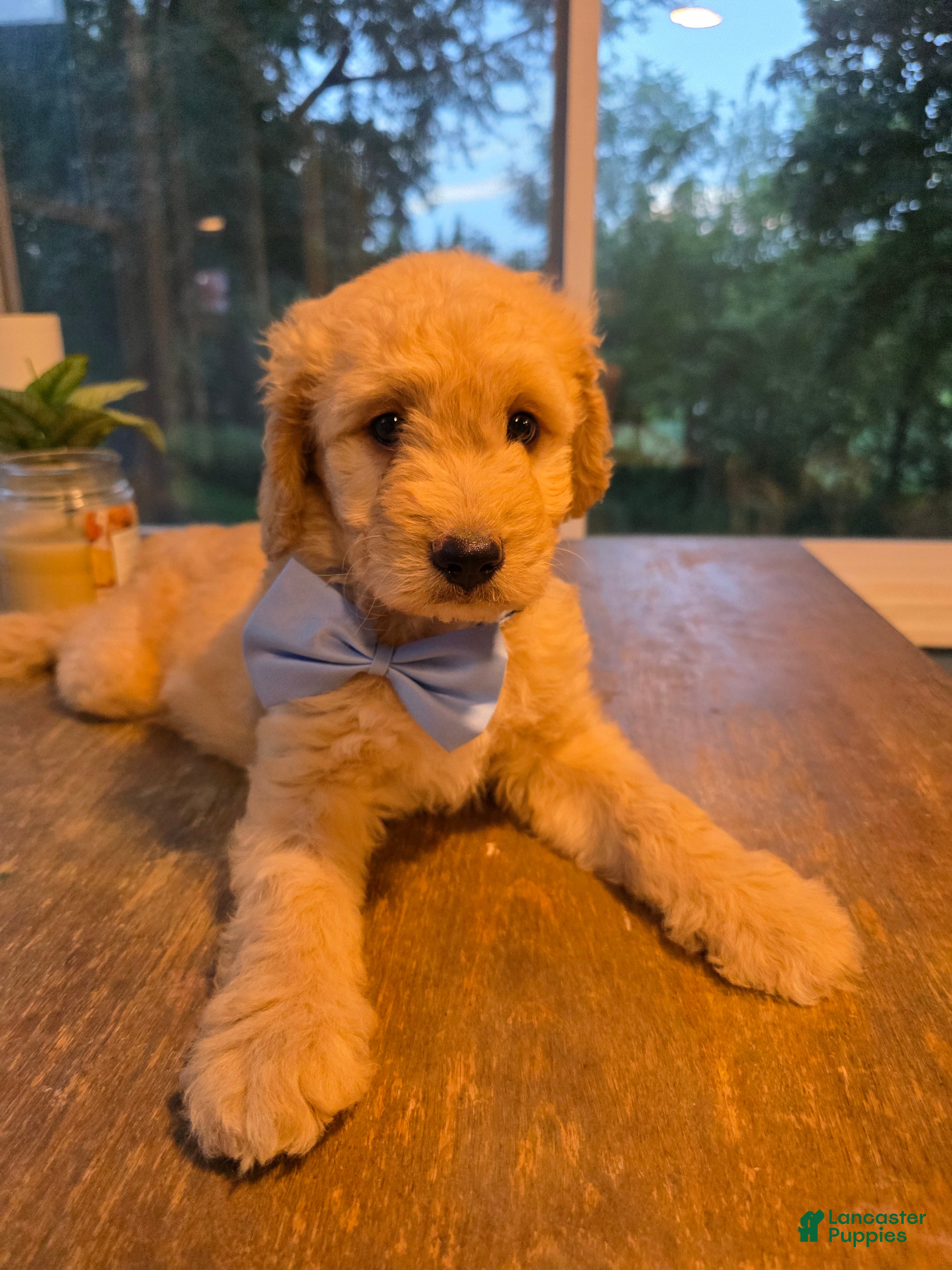 Goldendoodle dogs Goldendoodle 3 - Ad 18