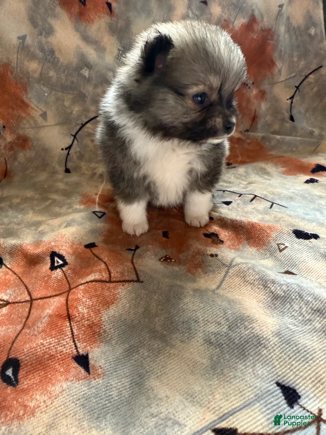 Pomeranian dogs for sale: Lynn - Ad 13