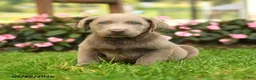 Labrador Retriever dogs for sale: Skippy - Ad 3