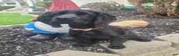 Cocker Spaniel dogs for sale: Elvis - Ad 3