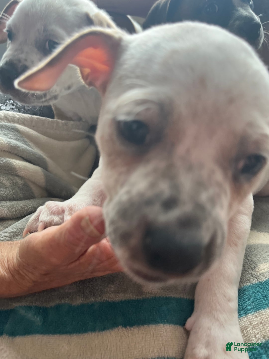 Mixed Breed dogs for sale: Mixed Breed Puppy 6 - Ad 9