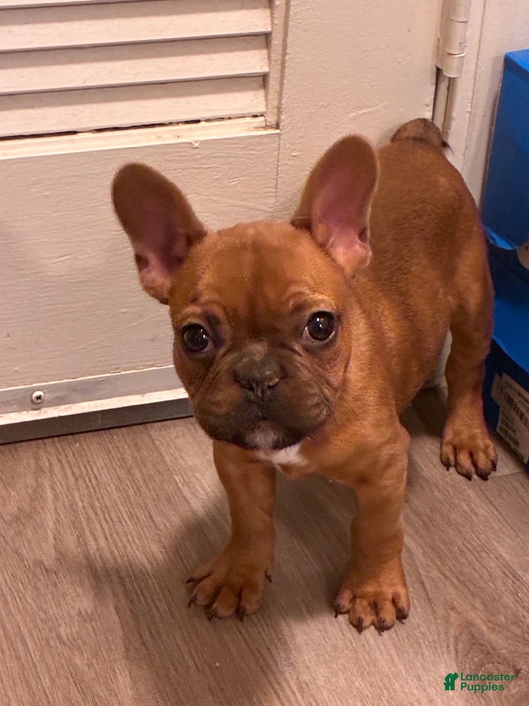 French Bulldog dogs for sale: French Bulldog Puppy 3 - Ad 1