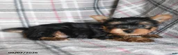 Yorkshire Terrier dogs for sale: Dumpling - Ad 3
