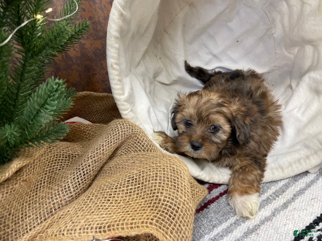 Shihpoo dogs for sale: Chloe - Ad 12