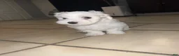 Maltese dogs for sale: Maltese 1 - Ad 2