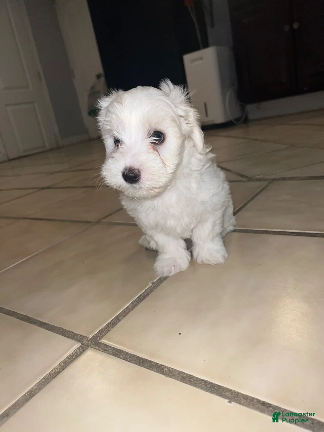 Maltese dogs for sale: Maltese 1 - Ad 2