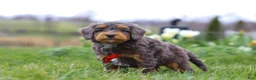 Mini Bernedoodle dogs for sale: Theo - Ad 5