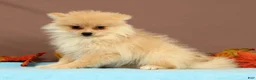 Pomeranian dogs for sale: Butterscotch - Ad 2