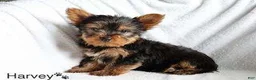 Yorkshire Terrier dogs for sale: Harvey - Ad 2