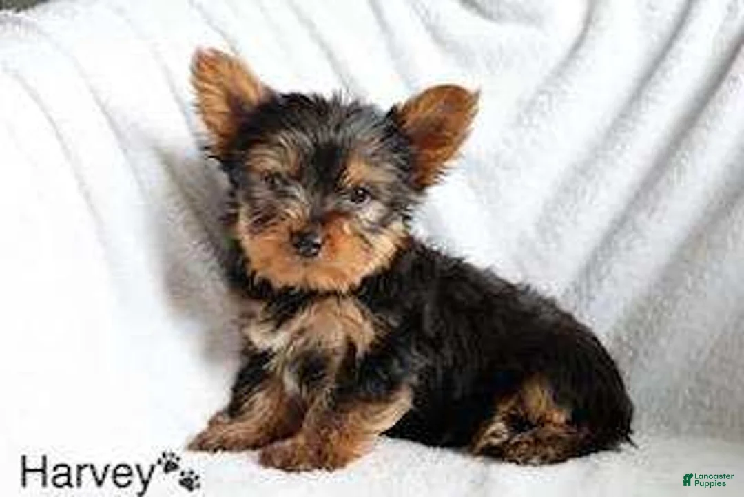 Yorkshire Terrier dogs for sale: Harvey - Ad 2