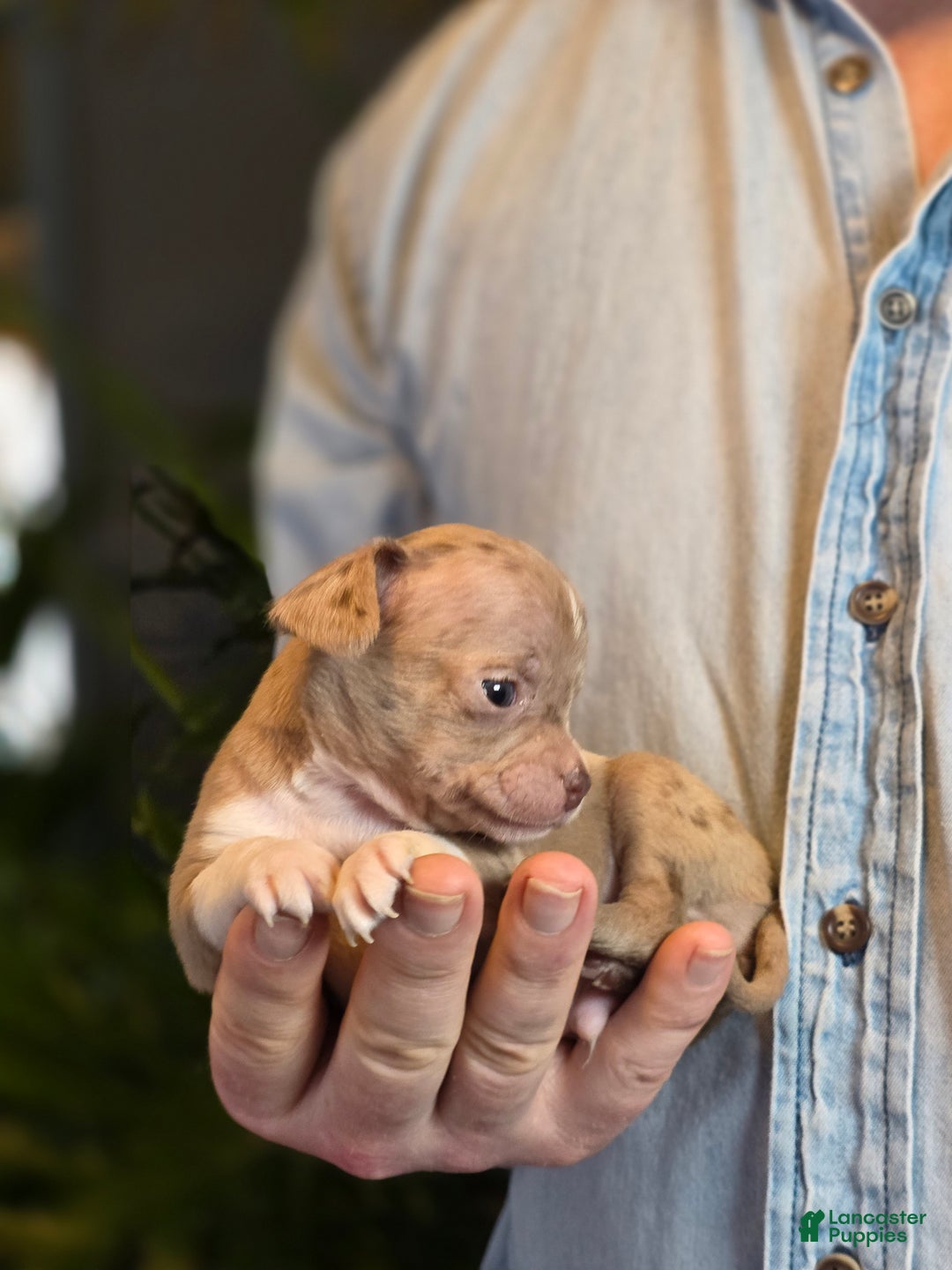 Chihuahua dogs for sale: Splash - Ad 14