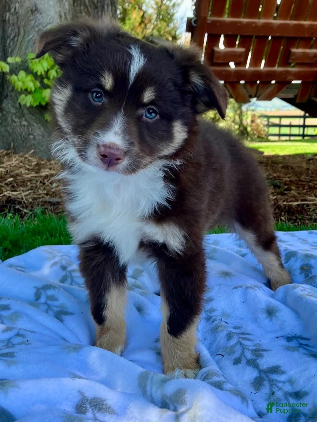 Miniature Australian Shepherd dogs for sale: Bear - Ad 1