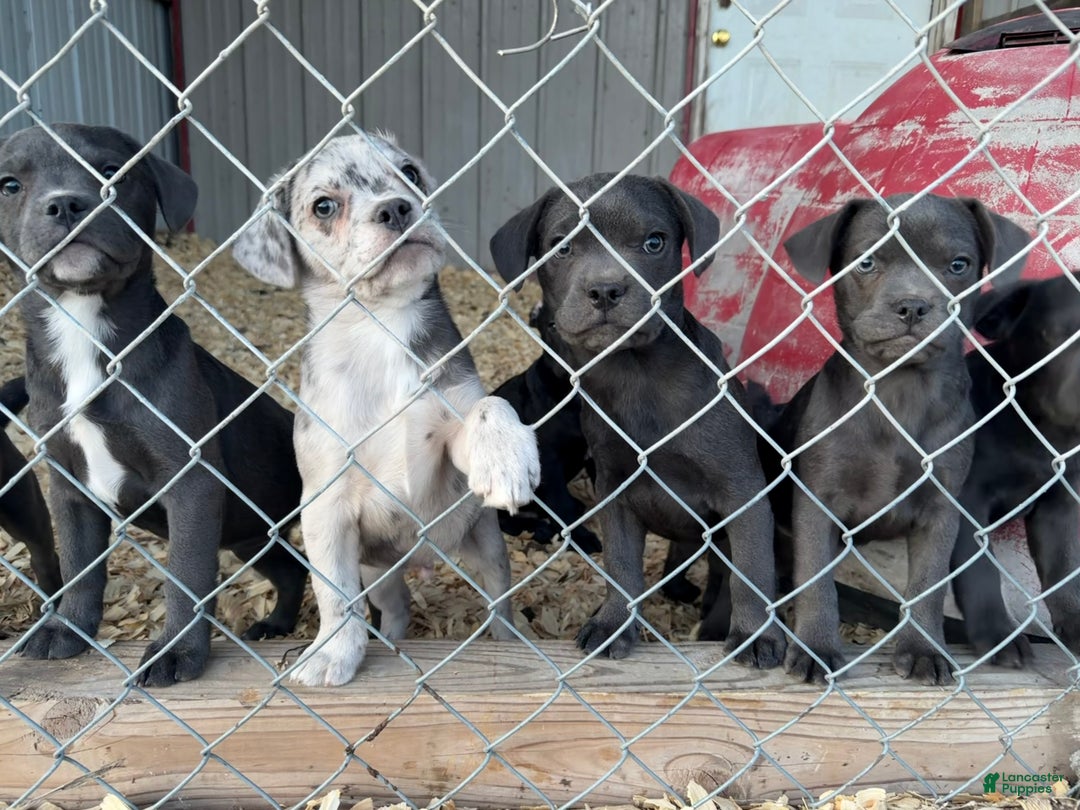 Mixed Breed dogs for sale: Bakunin (Kuni) - Ad 8