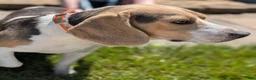 Beagle dogs for sale: Beadle Jojo Max - Ad 4