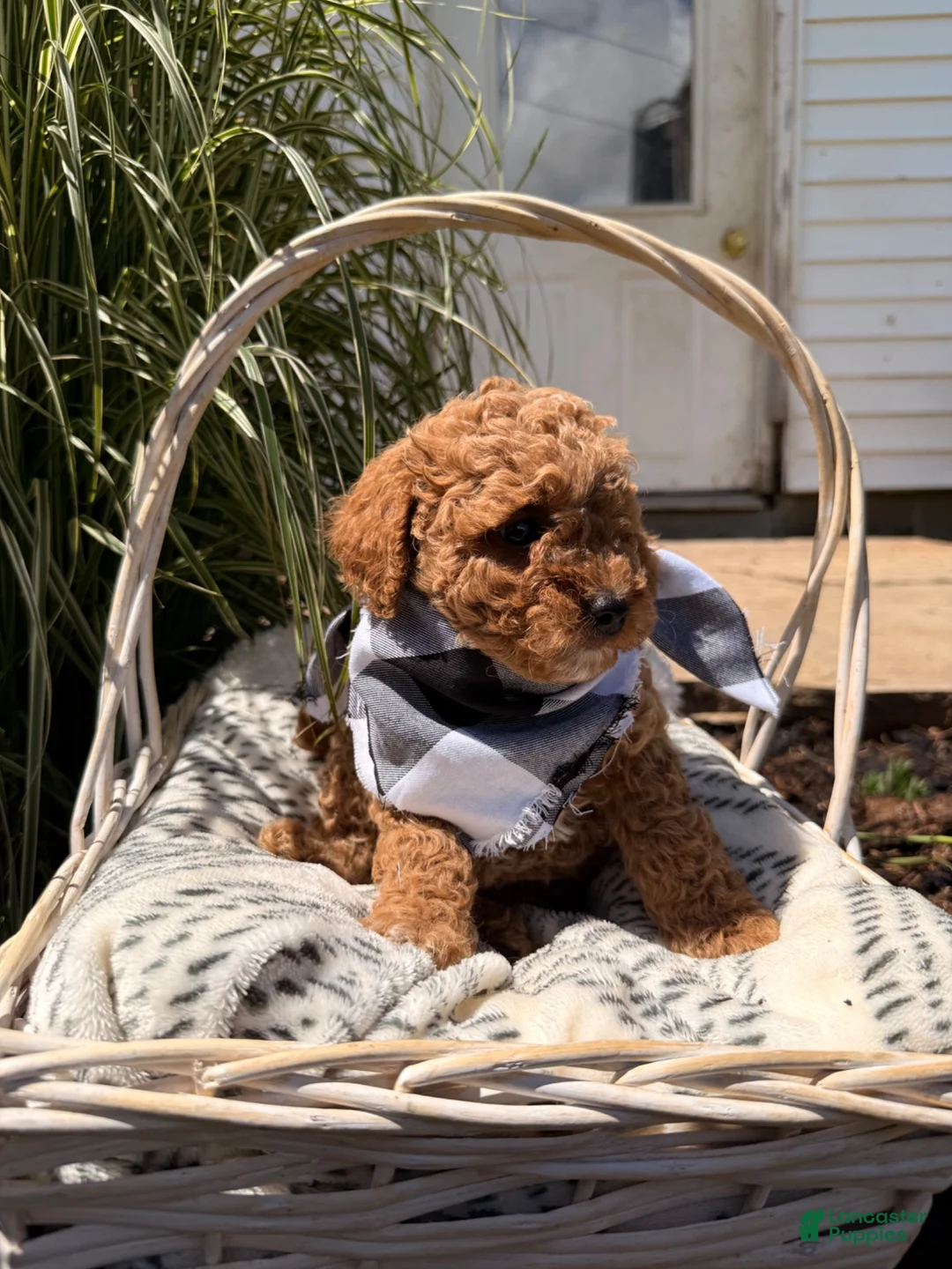 Mini Goldendoodle dogs for sale: Bobby - Ad 2