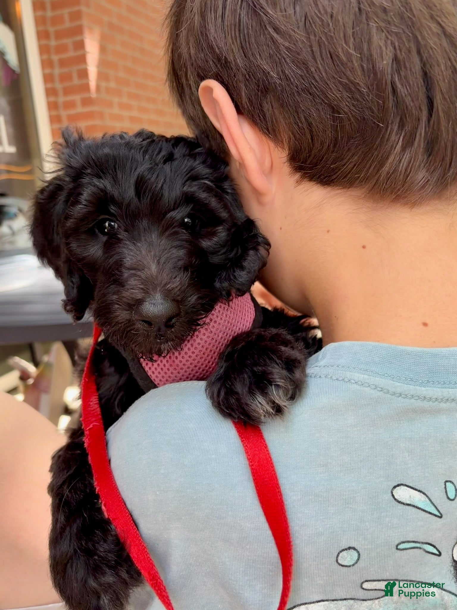 Double Doodle dogs Lou - Ad 2