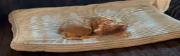 Chihuahua dogs for sale: Mr choco  - Ad 3