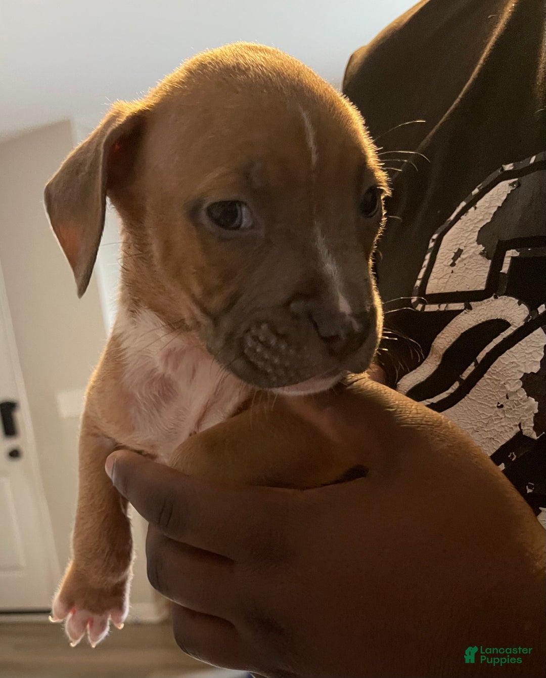 American Pit Bull Terrier dogs for sale: American Pit Bull Terrier Puppy 5 - Ad 2