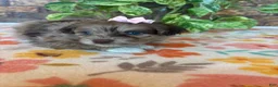 Pomapoo dogs for sale: Pomapoo 1 - Ad 2