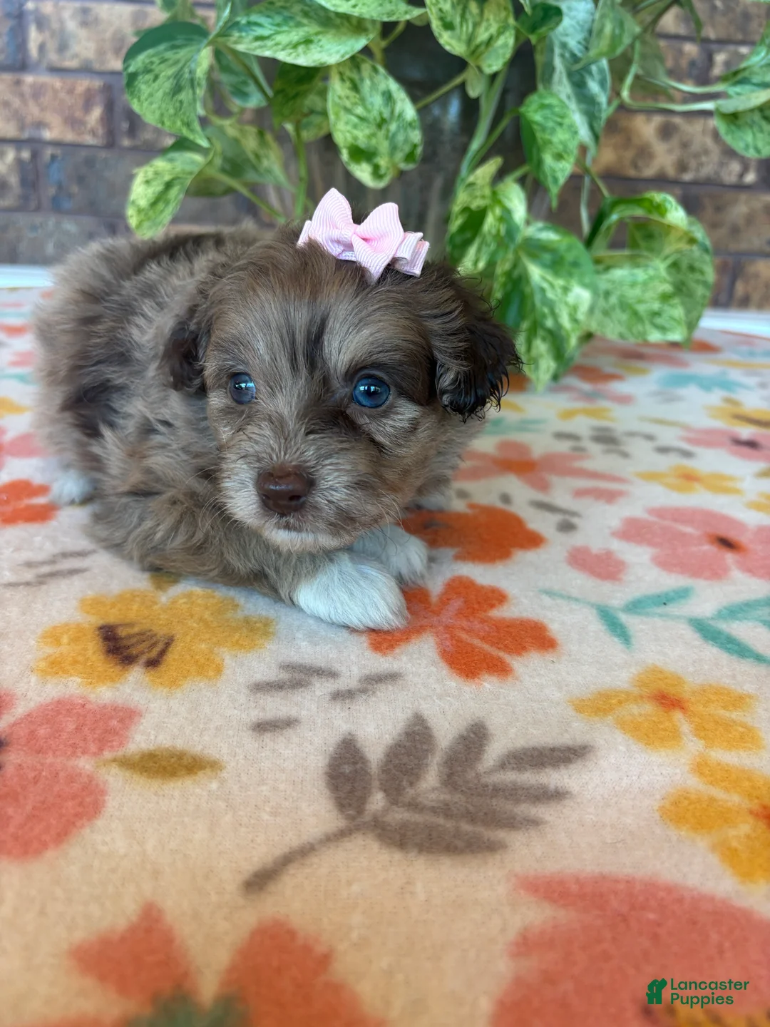 Pomapoo dogs for sale: Pomapoo 1 - Ad 2