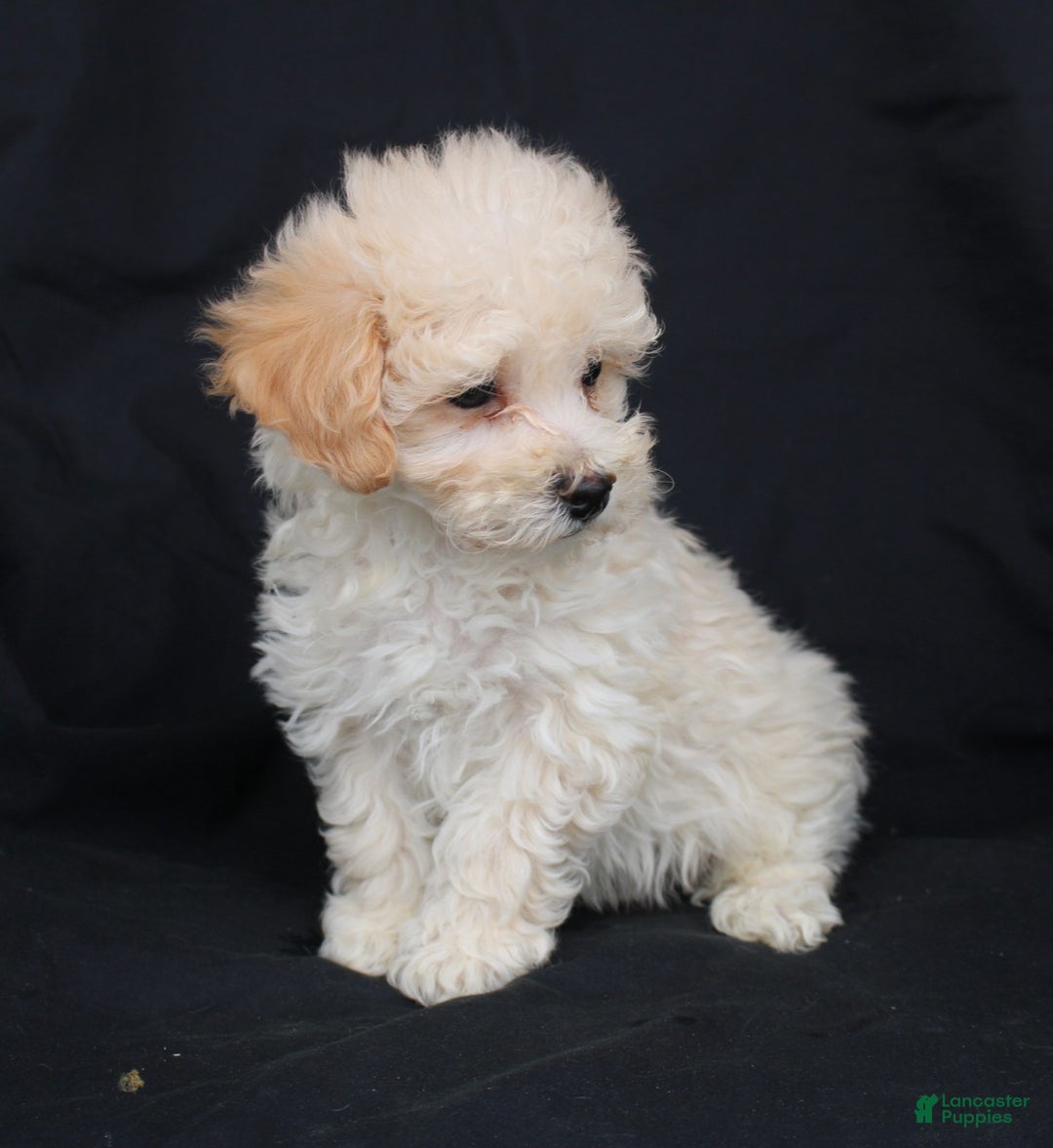 Bichpoo dogs for sale: Peanut - Ad 3