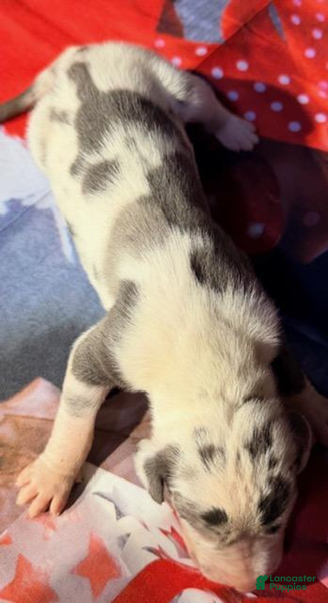 Great Dane dogs for sale: Whitney - Blue Harlequin - Ad 1