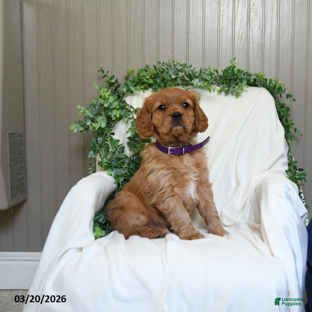 Miniature Golden Retriever dogs for sale: Joy - Ad 1