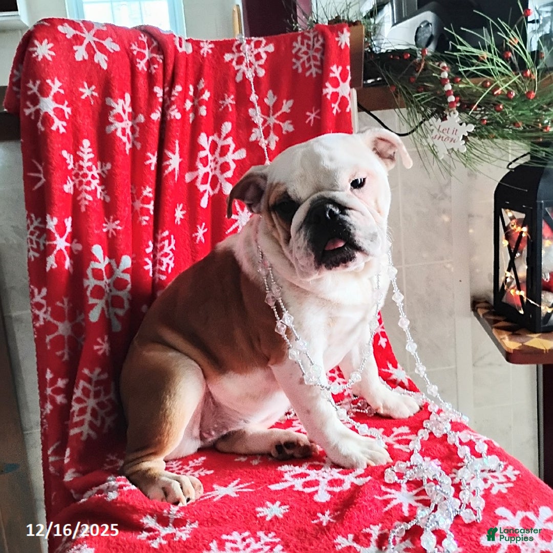 English Bulldog dogs for sale: Rolita - Ad 8